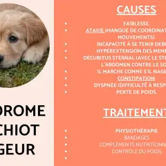 Un chiot golden retriever triste, sujet du syndrome du chiot nageur. Ma chienne ne reste pas avec ses chiots à cause de cette condition.