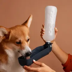 Un chien qui maigrit et boit beaucoup, un corgi, boit de l'eau d'une gamelle portable tenue par une main.