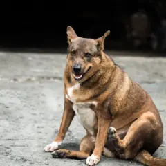 Chien brun assis sur le sol, se grattant la patte. Il a l'air en bonne santé, peut-être grâce à une alimentation adaptée pour chien stérilisé.