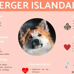 Berger Islandais : petite taille, 35-45 cm, 10-25 kg. Chien sociable, actif, idéal pour les familles et les bergers.