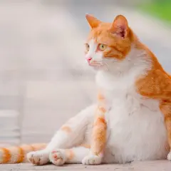 Chatte tigrée rousse et blanche, le ventre arrondi, la mamelle visible, assise sur des pavés.