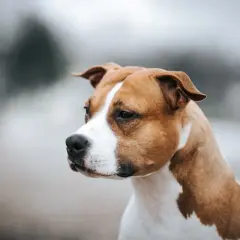 Un chien moyen poil court, au pelage brun et blanc, regarde attentivement sur le côté.