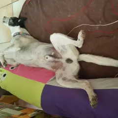 Chien couché sur le dos, pattes en l'air, sur un coussin coloré. L'image montre l'effet castration chien.