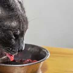 Un chat gris mange dans une gamelle. Il est important de savoir que donner à manger à un chat malade du foie pour l'aider à se rétablir.