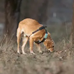 Chien mâle, au pelage doré, explore le sol avec son museau, peut-être en cette période de chaleur. Il porte un harnais avec un collier bleu.