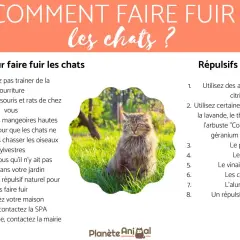 Un chat assis dans l'herbe, avec des conseils pour savoir comment faire fuir un chat qui embête le mien.