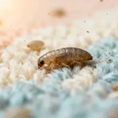 Gros plan d'une larve de puce sur un tissu texturé, entourée d'autres larves.