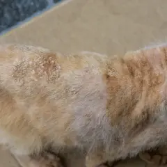 Chat roux avec des plaques sans poils et squameuses, signe de teigne. Un traitement par comprimé est nécessaire pour sa guérison.