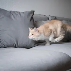 Un chat roux et blanc, en plein quart d'heure de folie, bondit sur un canapé gris.