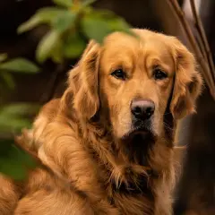 Un beau golden retriever, au pelage doré, semble attendre patiemment son alimentation.