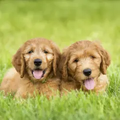 Deux adorables chiots mini doodle chien, aux poils dorés et aux langues roses, se prélassent dans l'herbe verte.