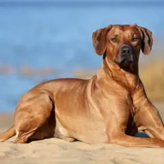 Un Rhodesian Ridgeback se repose sur le sable, le regard tourné vers l'horizon bleu. Il semble profiter du soleil, peut-être en Crète.