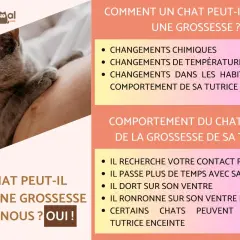 Un chat peut sentir une grossesse avant nous, grâce aux changements chimiques et comportementaux de sa tutrice.
