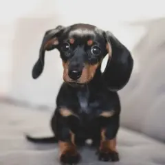 Adorable petit chien de compagnie, un teckel noir et brun aux grandes oreilles tombantes, assis sur un canapé gris.