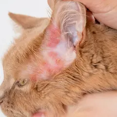 Plaque rouge sur l'oreille d'un chat roux, signe d'une irritation cutanée.