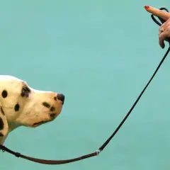Un dalmatien attend patiemment, la laisse tenue par une main ornée d'une bague. Un moment de concentration avant le **liste ordre chien**.