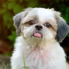Un adorable shih tzu fait une grimace avec sa langue rose sortie, assis dans l'herbe verte.