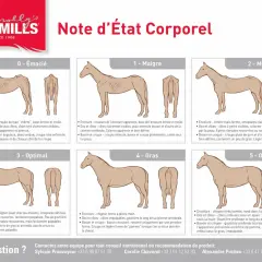 Illustration comparant l'état corporel des chevaux, de "émacié" à "obèse". L'image montre un cheval maigre, avec des côtes saillantes, illustrant une alimentation insuffisante.