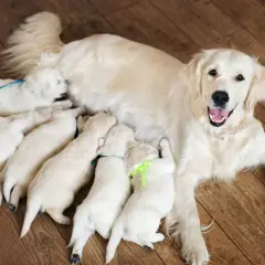 Une maman golden retriever heureuse allaite ses chiots. La mise bas chien s'est bien passée, les petits sont bien blottis contre elle.
