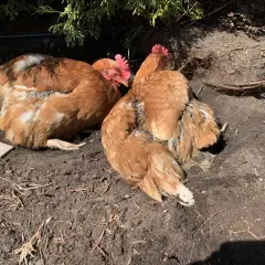 Deux poules rousses se prélassent dans la terre. Elles picorent peut-être des cailloux pour aider leur digestion, une astuce naturelle pour les poules.