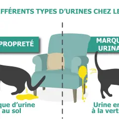 Un chat noir fait du marquage urinaire en projetant de l'urine sur un fauteuil. L'autre chat fait une flaque au sol.