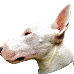 Profil d'un bull terrier blanc, tête tournée vers la gauche, oreille dressée, museau distinctif.