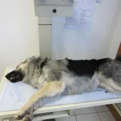 Berger allemand couché sur une table d'examen, possiblement pour un diagnostic de dysplasie.