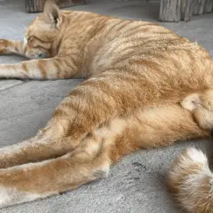Un chaton roux de 4 mois, endormi, montre ses testicules.