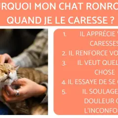 Un chat ronronne fort sous des caresses, appréciant le moment. L'image explique pourquoi un chat ronronne quand on le caresse.