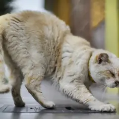 Un chat âgé, au pelage clair, semble avoir le train arrière paralysé. Que faire pour aider ce pauvre chat ?