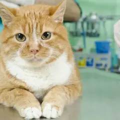 Un chat roux attend sur une table vétérinaire. La question "à quel âge stériliser un chat femelle" est importante pour sa santé.