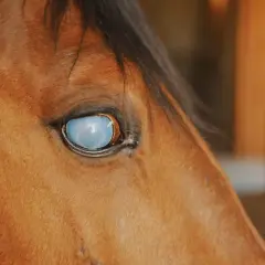 Gros plan sur le cheval, son œil gonflé et qui coule reflète la lumière, une vision voilée.