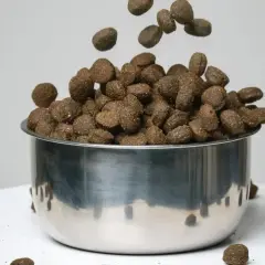 Transition croquette chien diarrhée : des granulés tombent dans une gamelle en inox, certains se dispersent autour.