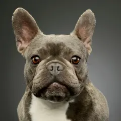 Un adorable petit chien pour famille, un bouledogue français au regard doux et aux grandes oreilles, prêt à partager des moments de joie.