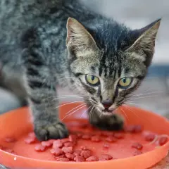 Un chaton tigré mange des croquettes dans une gamelle orange. Une image qui illustre bien l'alimentation mixte chat.