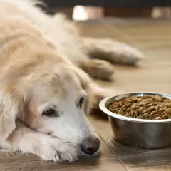 Un vieux chien fatigué, allongé près de sa gamelle pleine, semble boire beaucoup mais ne pas manger.