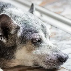 Gros plan sur un vieux chien qui ne mange plus, le regard triste et fatigué. Son pelage gris et blanc témoigne de son âge avancé.
