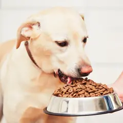Mon chien fait des caprices pour manger, mais il finit toujours par céder devant sa gamelle de croquettes.