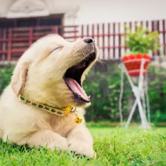 Un adorable chiot golden retriever, le **chien qui baille** le plus mignon, s'étire sur l'herbe verte.