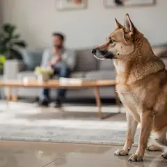 Mon chien me colle plus que d'habitude, il est assis près de moi dans le salon, regardant dehors.