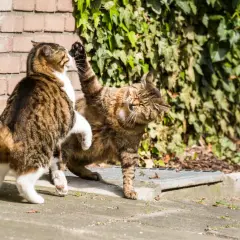 Deux chats jouent, l'un lève la patte. Ils se mordent le cou entre eux, une façon de communiquer et de renforcer leurs liens.