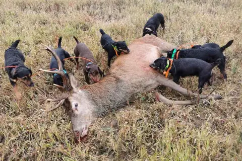 Plusieurs terriers chiens de chasse, noirs et marron, entourent un cerf abattu dans un champ d'herbes sèches.