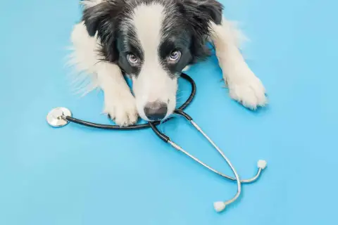 Chien avec stéthoscope, pensant au prix de la stérilisation de sa chienne.