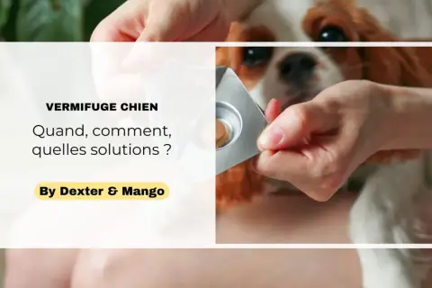 Une main présente une tablette de vermifuge chien à un adorable Cavalier King Charles. Quand, comment, quelles solutions ?