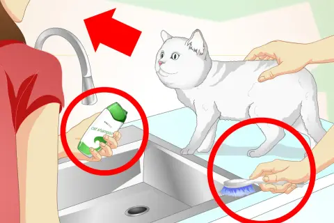 Préparation pour comment laver un chat : une main tient du shampoing, l'autre tient une brosse, un chat blanc attend près de l'évier.