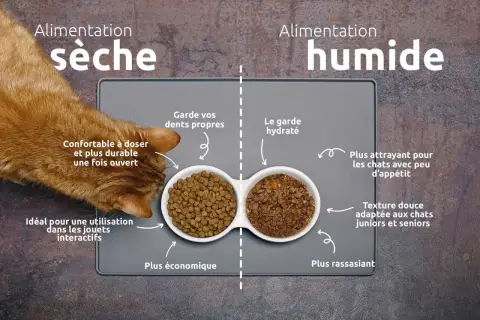 Un chat roux mange des croquettes. L'image compare alimentation sèche et humide, utile pour savoir combien de gramme de croquette pour un chat stérilisé.