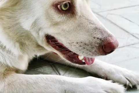 Mon chien fait des bruits avec sa gorge, un léger grognement. Son œil vert vif et sa truffe rose sont visibles.