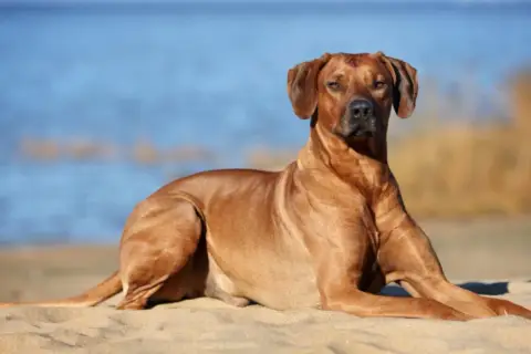 Un Rhodesian Ridgeback se repose sur le sable, le regard tourné vers l'horizon bleu. Il semble profiter du soleil, peut-être en Crète.