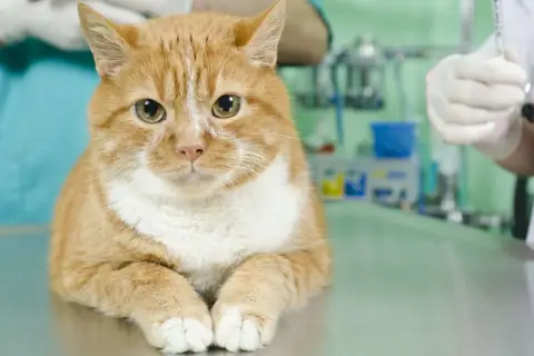 Un chat roux attend sur une table vétérinaire. La question "à quel âge stériliser un chat femelle" est importante pour sa santé.