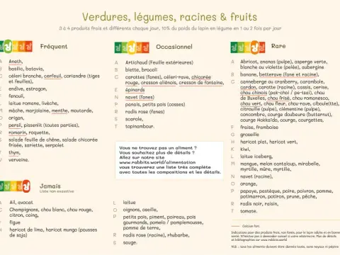 Endive crue pour lapin nain - Le guide complet
